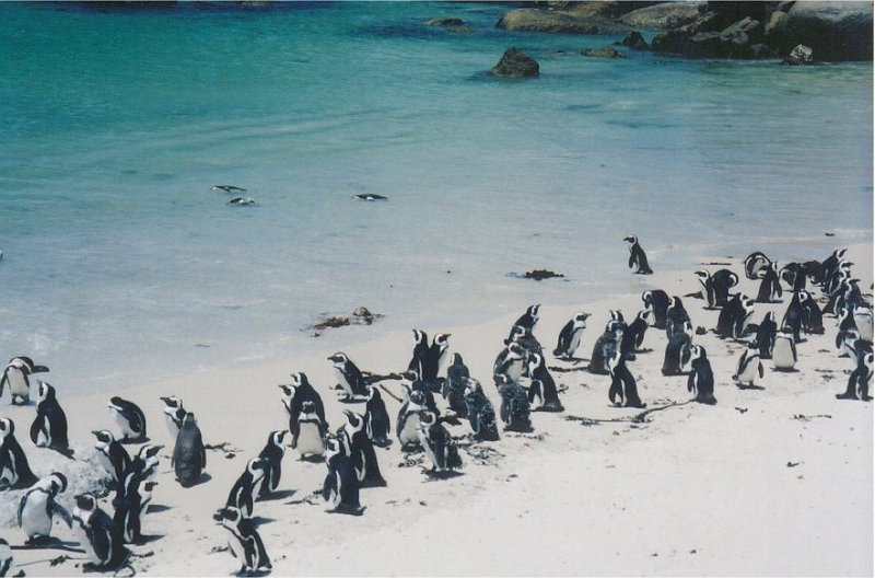 capetown penguins