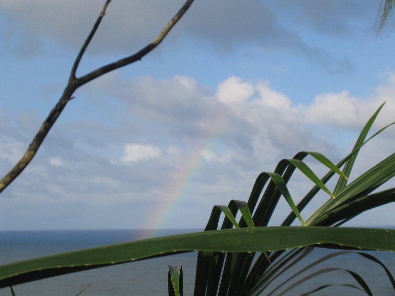 bigisland palmscliff 0010