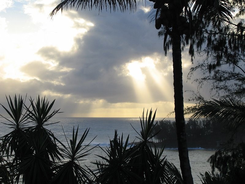 bigisland palmscliff 0016