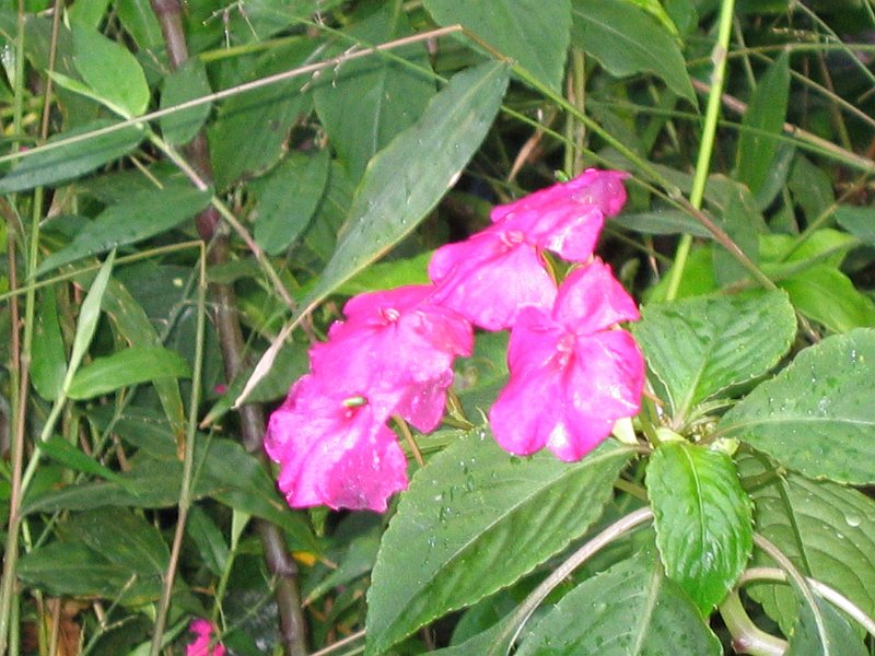 bigisland tour 0005