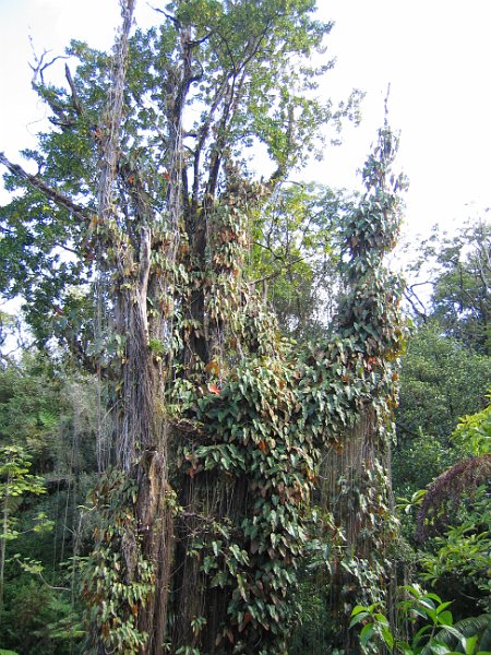 bigisland tour 0009