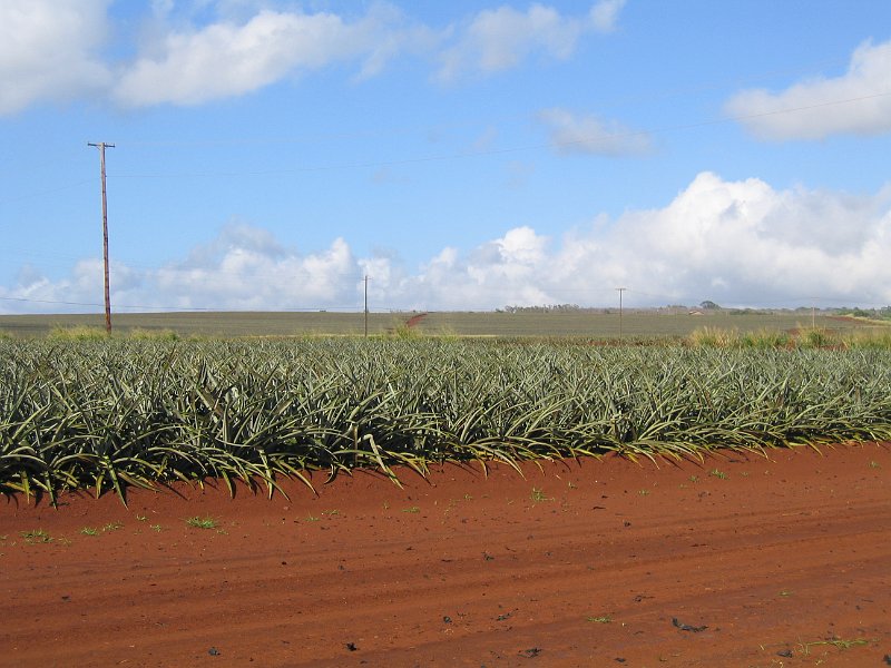 oahu dole 0009