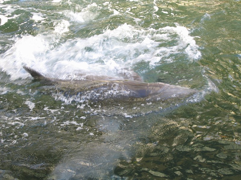 oahu dolphins 0001