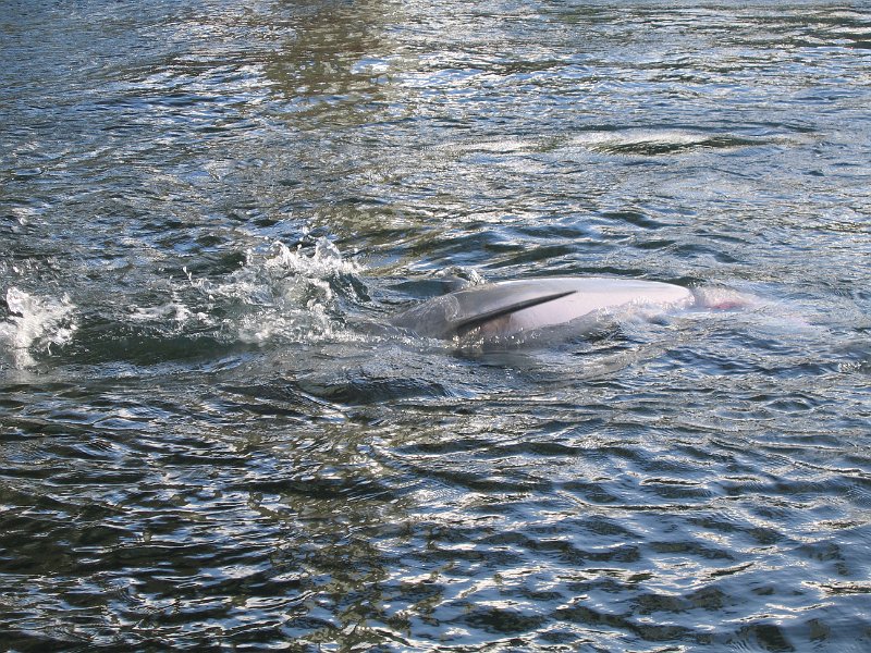 oahu dolphins 0003