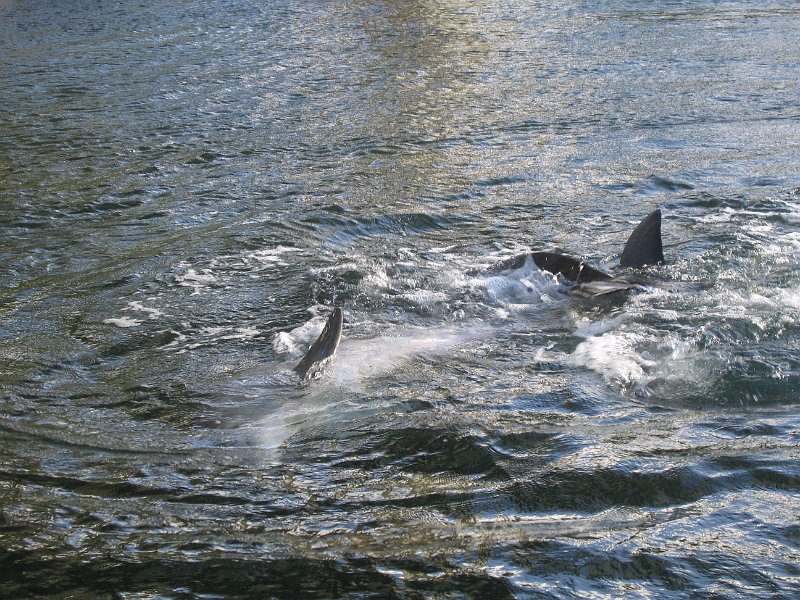 oahu dolphins 0004