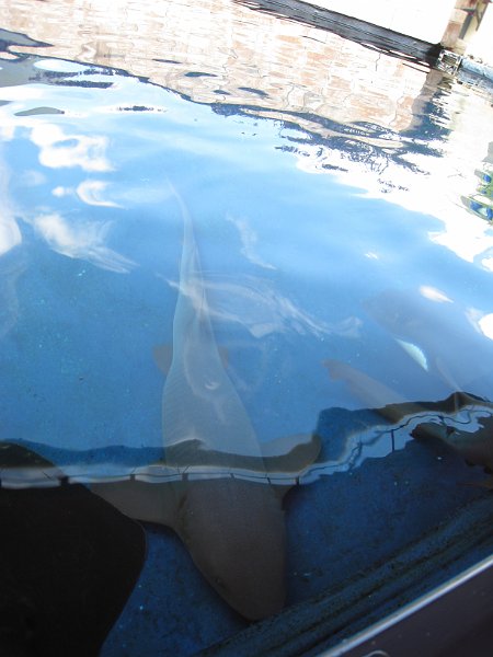 Florida Mexico 2008 0104