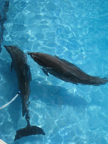 Florida Mexico 2008 0109