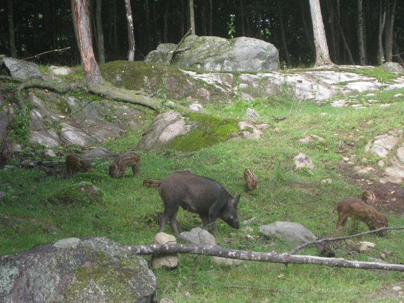 Tremblant August 2009 0009