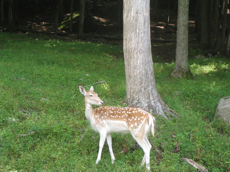 Tremblant August 2009 0044