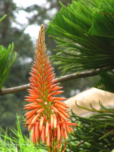 Hawaii Dec2012 0074