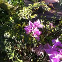 Hawaii Dec2012 0169