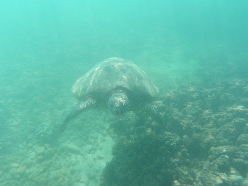 Hawaii Dec2012 0416a.JPG