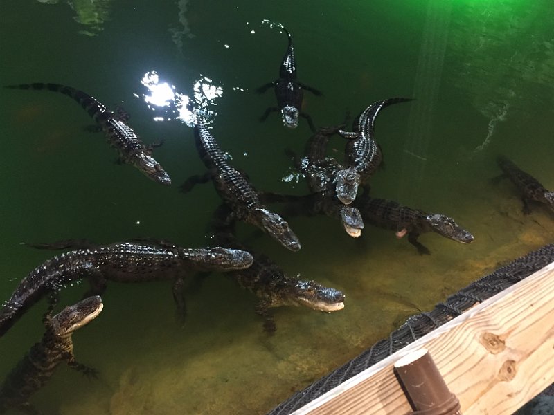 Florida Dec2015 0139