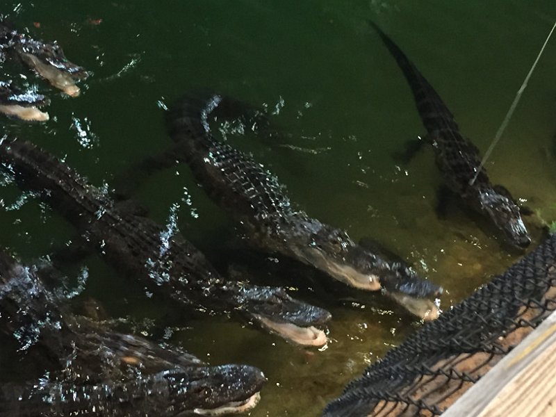 Florida Dec2015 0142