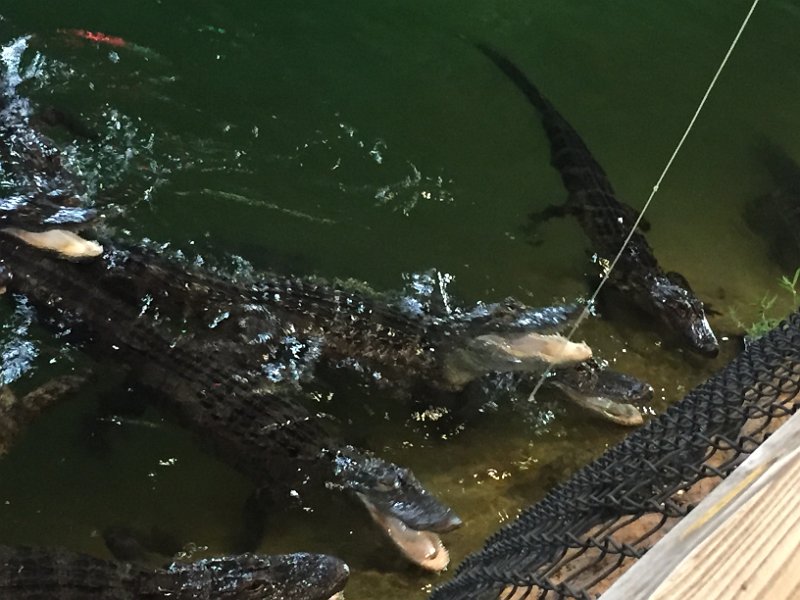 Florida Dec2015 0143