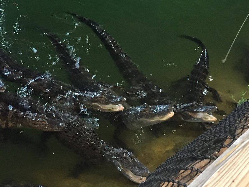 Florida Dec2015 0144