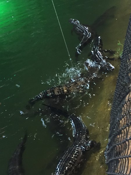 Florida Dec2015 0148