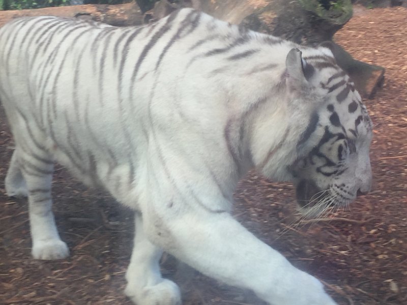 Florida Dec2015 0362