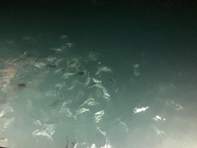 Florida Dec 2016 0423