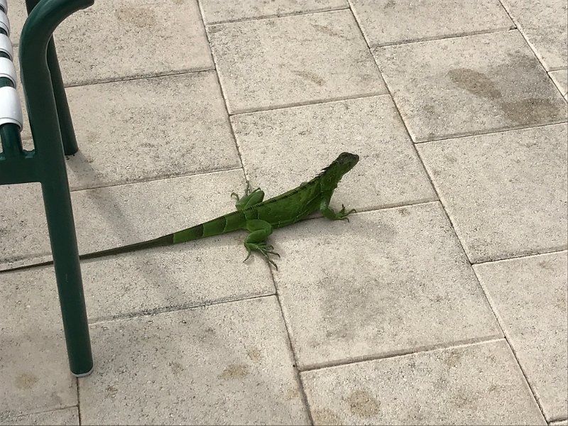 Florida Dec 2016 0681