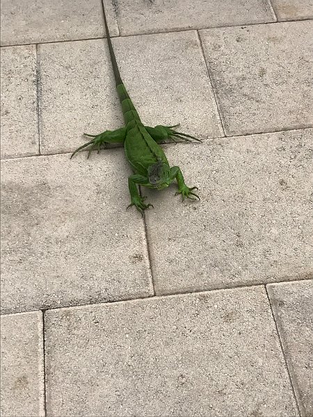 Florida Dec 2016 0682
