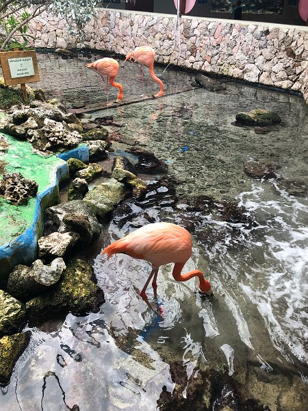 Curacao Dec2018 0089