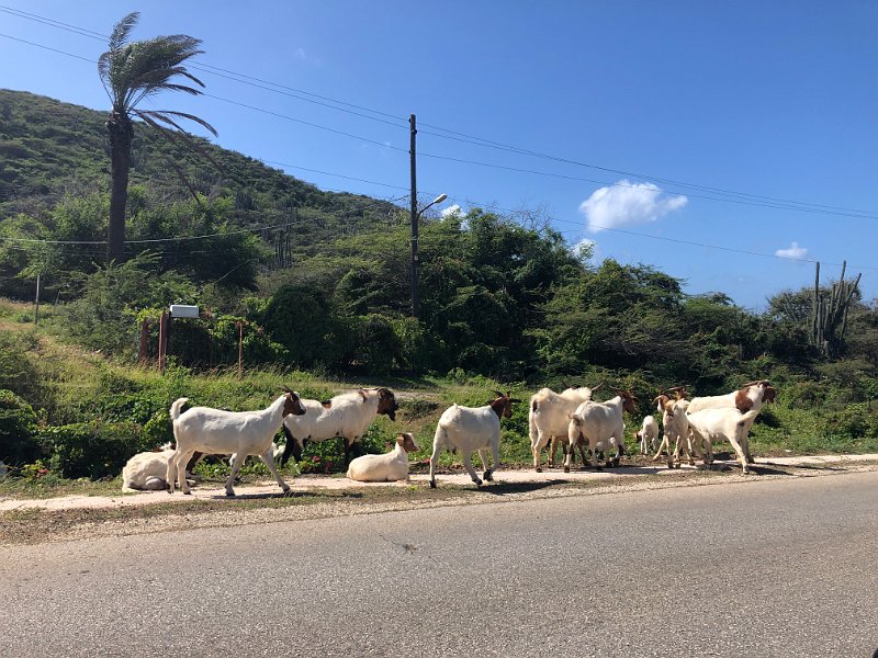 Curacao Dec2018 0281