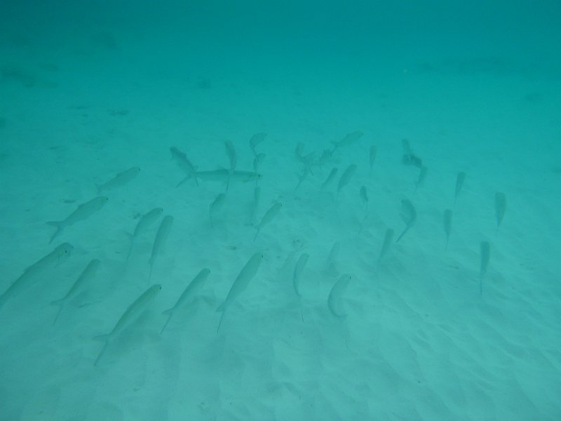 Curacao Dec2018 0291