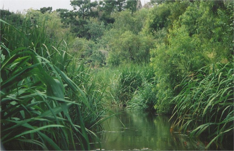 swamp