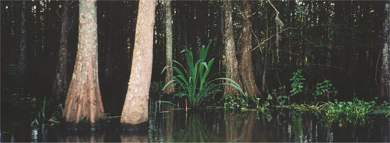 swamp panoramic