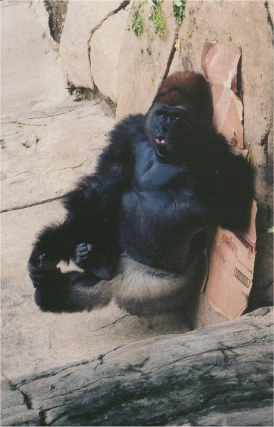zoo gorilla