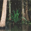 swamp panoramic