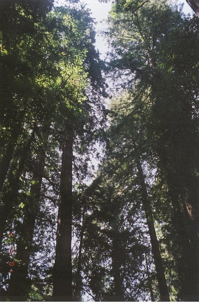 sanfran muirwoods