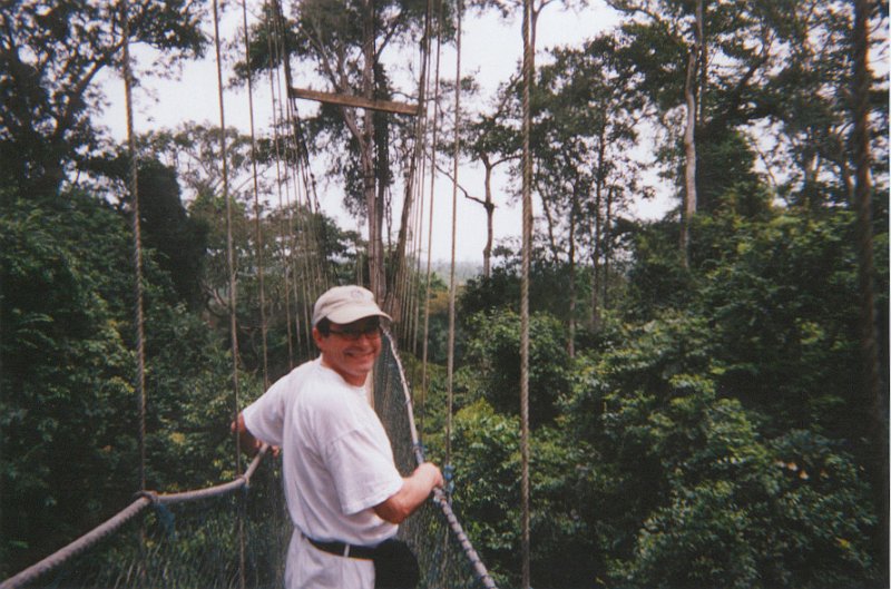rainforest