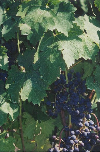 niagara grapes2