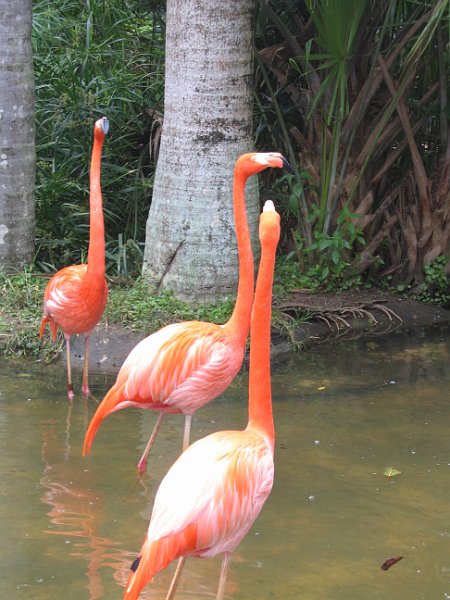 florida 2008 0062