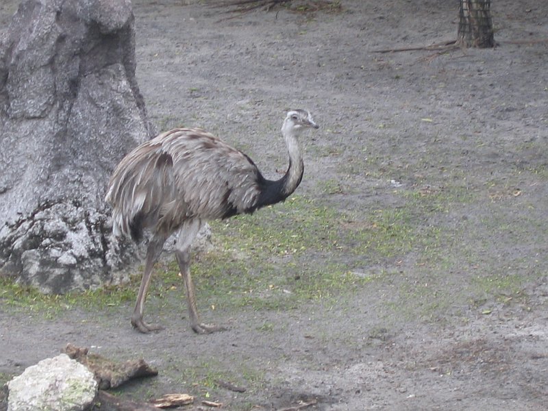 florida 2008 0082