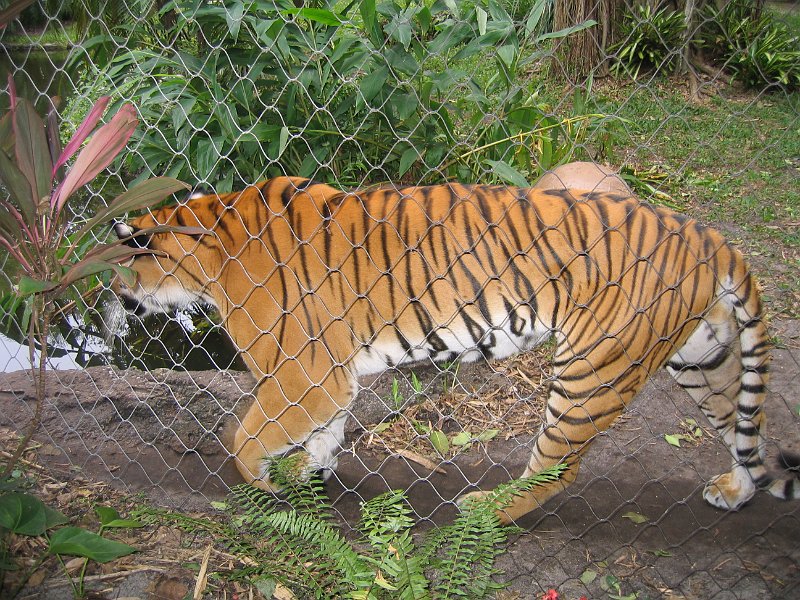 florida 2008 0085