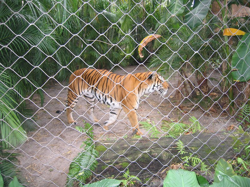 florida 2008 0086