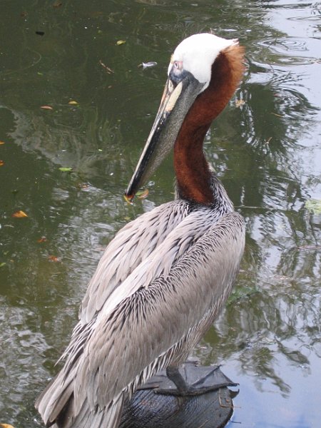 florida 2008 0093