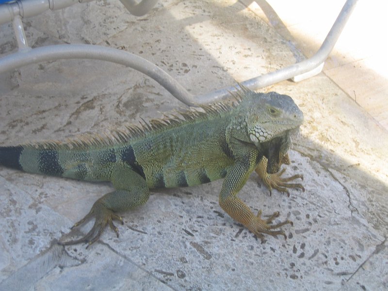 florida 2008 0231