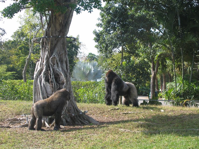 florida 2008 0341