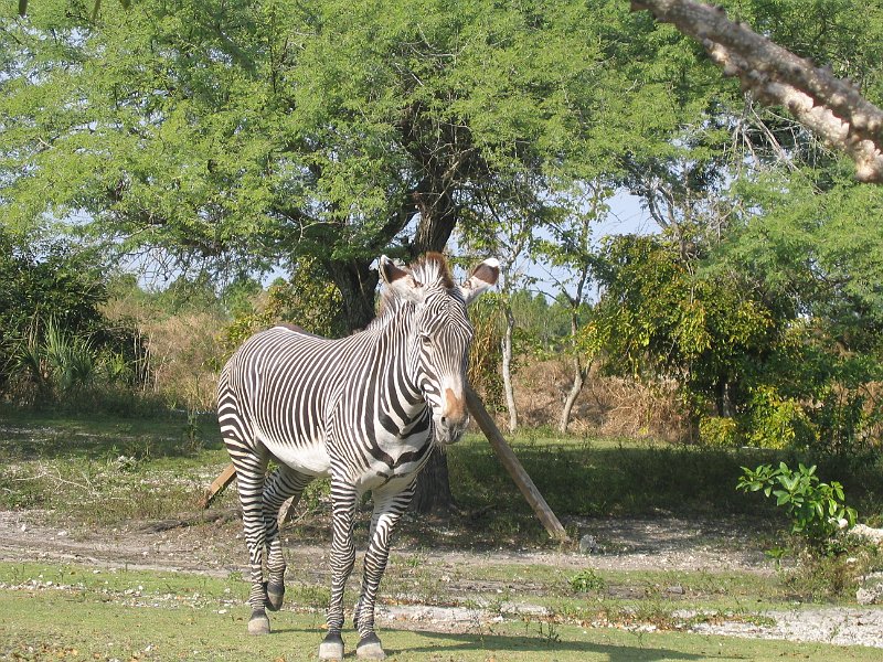 florida 2008 0348