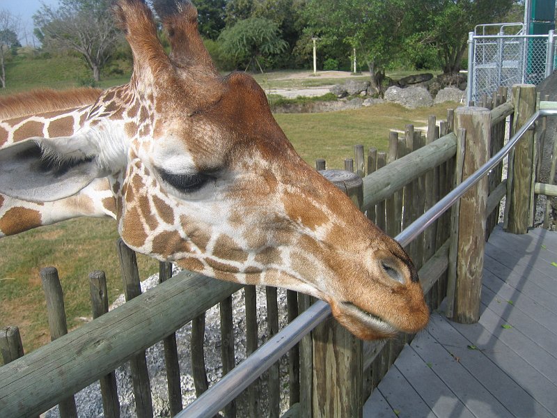 florida 2008 0362