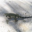 florida 2008 0229