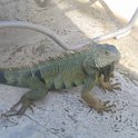 florida 2008 0231