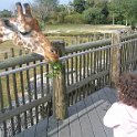 florida 2008 0355