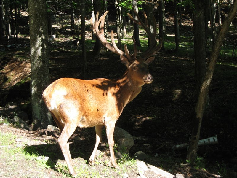 Tremblant 2008 0019