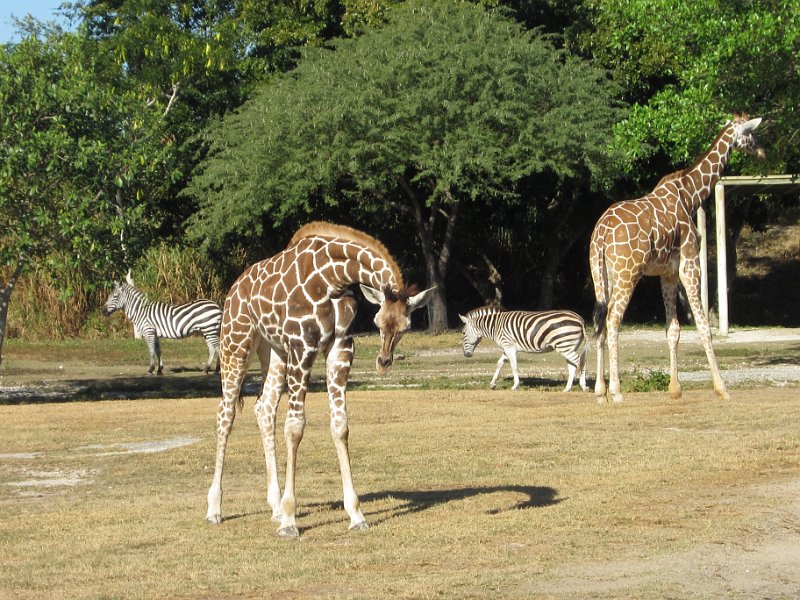 Florida Dec 2010 0101