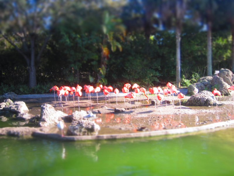 Florida Dec 2010 0151